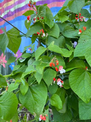Climbing bean plant with flowers at the Weller Centre Community Garden