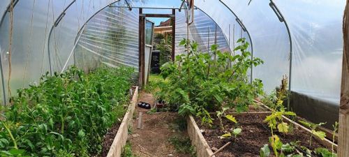 Whitley polytunnel